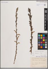 Foto von Salix eleagnos Scop.